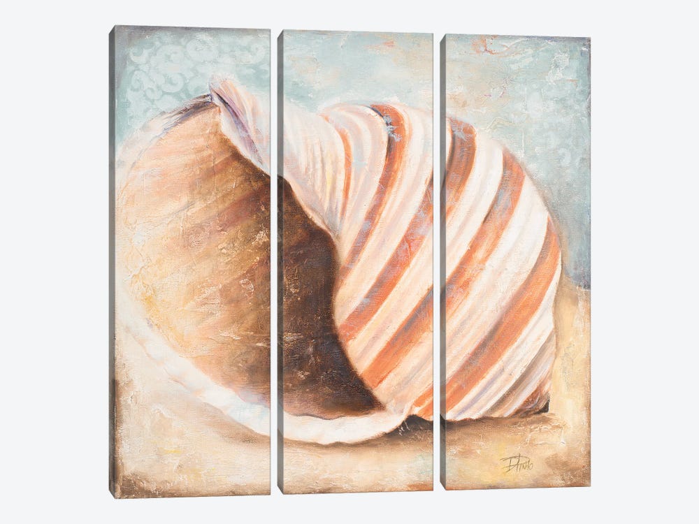 Seashell Collection I by Patricia Pinto 3-piece Canvas Wall Art