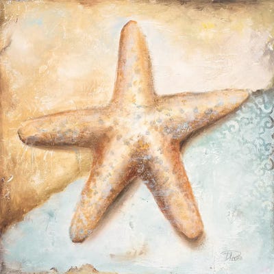 Seashell Collection II by Patricia Pinto canvas print