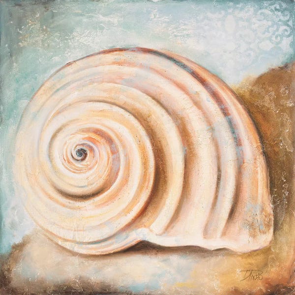 Patricia Pinto: Seashell Collection IV by Patricia Pinto