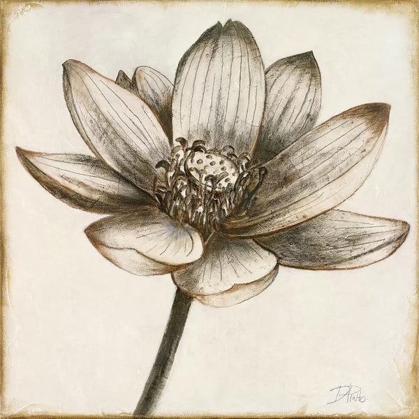 Lotuses: Sepia Lotus II by Patricia Pinto