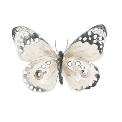 Steady Wings I by Patricia Pinto canvas print