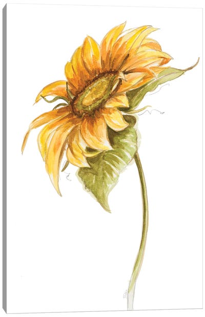 Harvest Gold Sunflower I Canvas Art Print - Sunflower Art