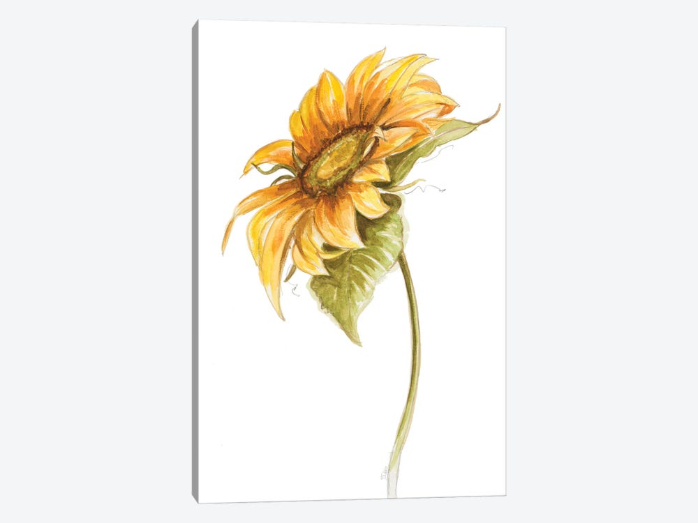 Harvest Gold Sunflower I by Patricia Pinto 1-piece Canvas Art