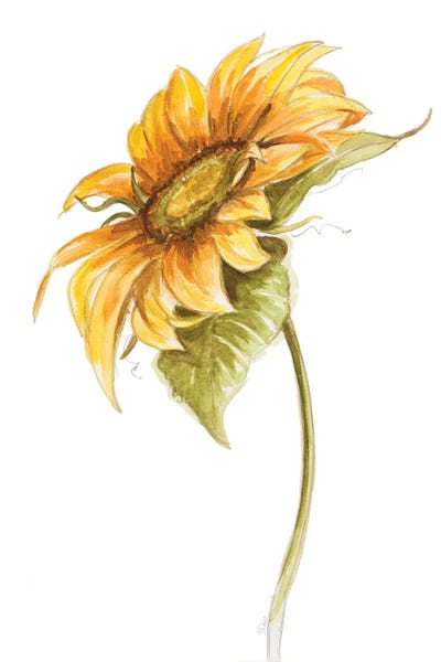 Patricia Pinto: Harvest Gold Sunflower I by Patricia Pinto