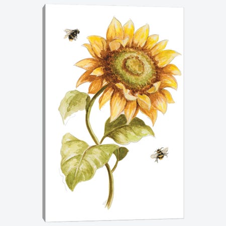Harvest Gold Sunflower II Canvas Print #PPI703} by Patricia Pinto Canvas Art Print
