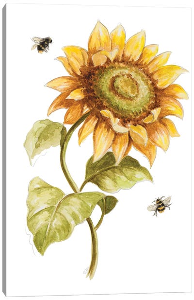 Harvest Gold Sunflower II Canvas Art Print - Bee Art