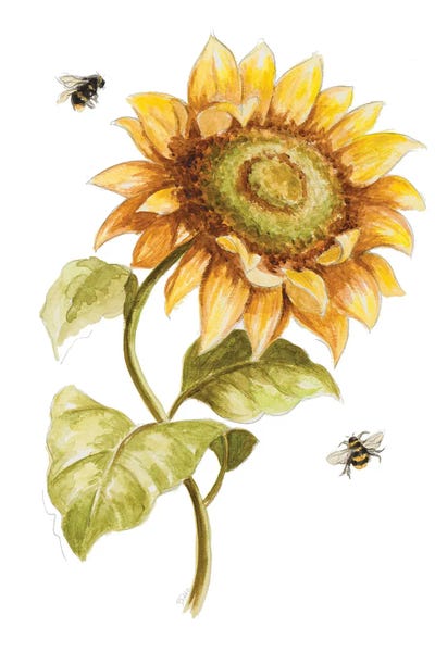 Patricia Pinto: Harvest Gold Sunflower II by Patricia Pinto