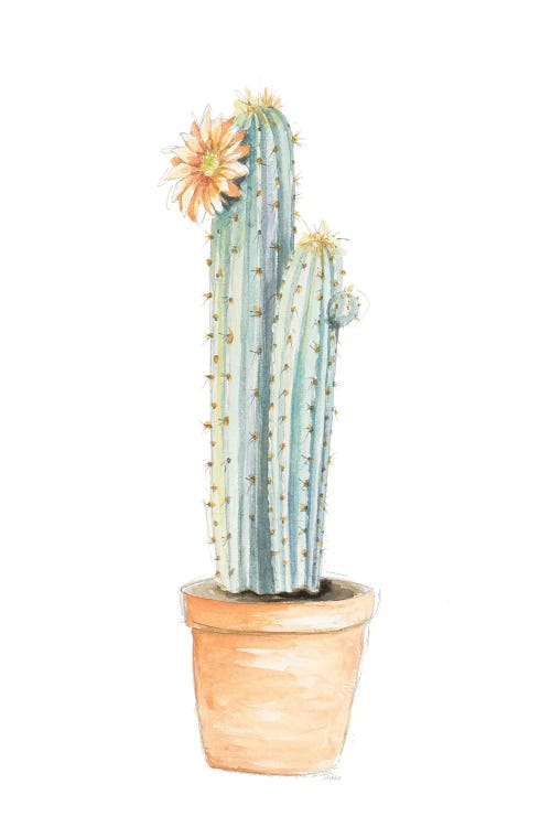 Potted Flower Cactus by Patricia Pinto canvas print