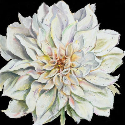 Dahlia on Black by Patricia Pinto art print