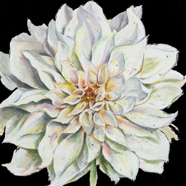 Dahlias: Dahlia on Black by Patricia Pinto