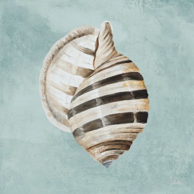 Modern Shell on Teal I by Patricia Pinto framed wall art