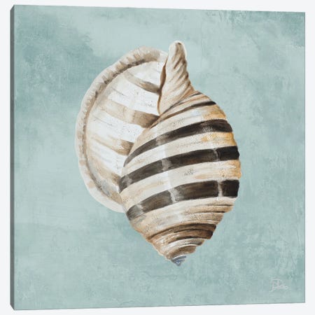 Modern Shell on Teal I Canvas Print #PPI853} by Patricia Pinto Canvas Print