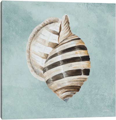 Modern Shell on Teal I Canvas Art Print - Sea Shell Art