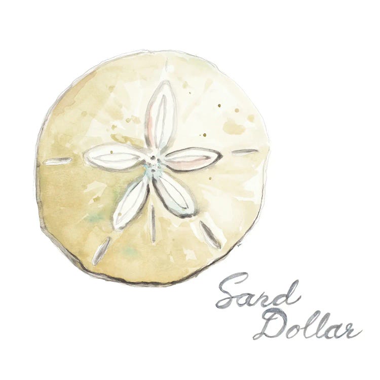 Sand Dollar by Patricia Pinto wall art