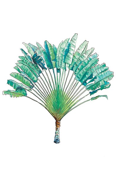 Travelers Palm by Patricia Pinto canvas print