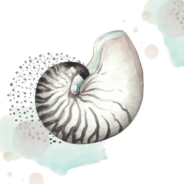 Patricia Pinto: Turquoise Ocean Nautilus by Patricia Pinto