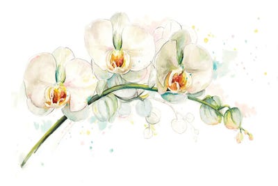 White Orchids by Patricia Pinto metal wall art