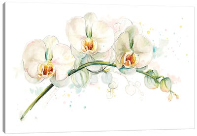 White Orchids Canvas Art Print - Orchid Art