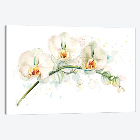 White Orchids Canvas Print #PPI932} by Patricia Pinto Canvas Artwork
