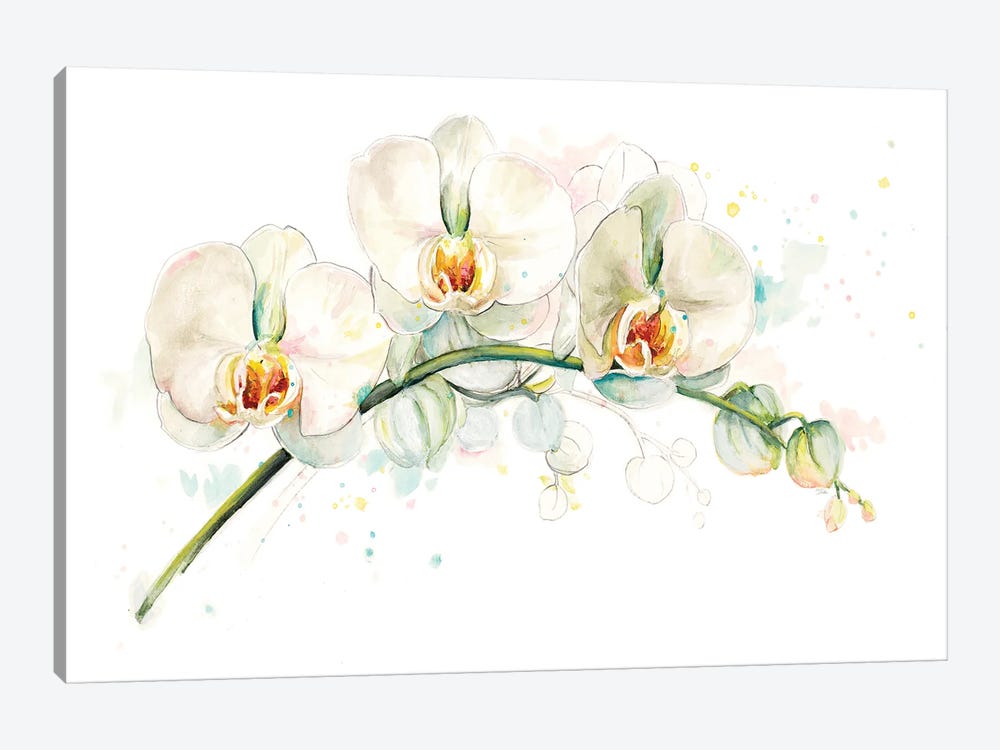White Orchids by Patricia Pinto 1-piece Canvas Art