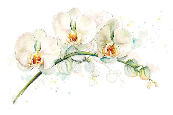 Orchids: White Orchids by Patricia Pinto