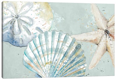 Beach Shells Canvas Art Print - Coastal Living Room Art