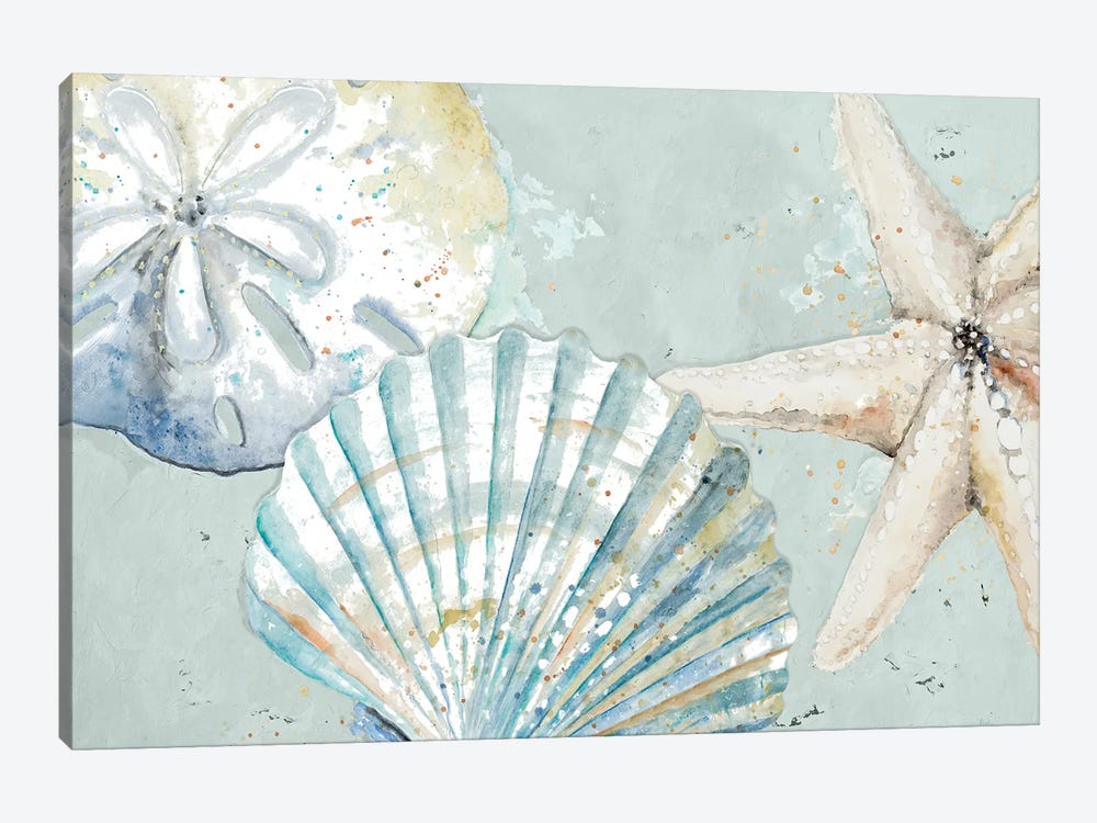 Beach Shells by Patricia Pinto 1-piece Canvas Print