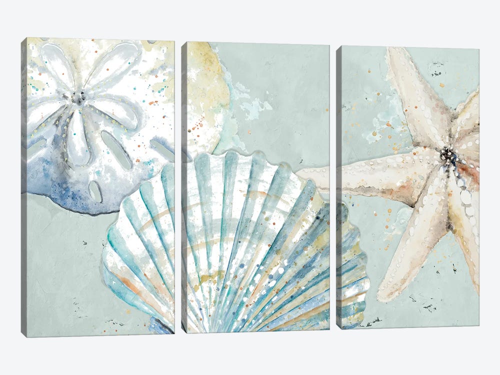Beach Shells by Patricia Pinto 3-piece Canvas Print