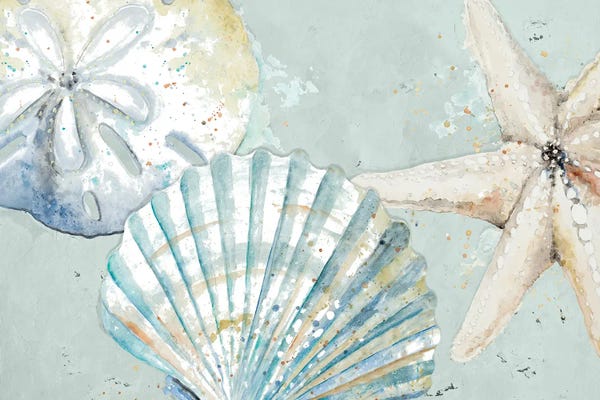 Sea Life: Beach Shells by Patricia Pinto