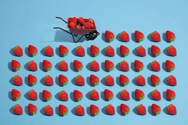 Berries: Strawberry Harvesting by Pepino de Mar