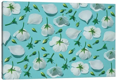 White Flower Anatomy Canvas Art Print - Pepino de Mar