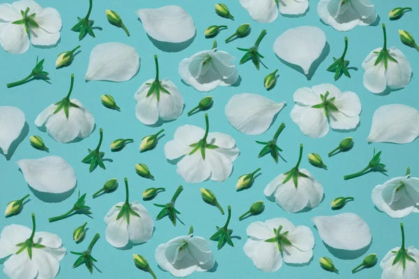 Pepino de Mar: White Flower Anatomy by Pepino de Mar