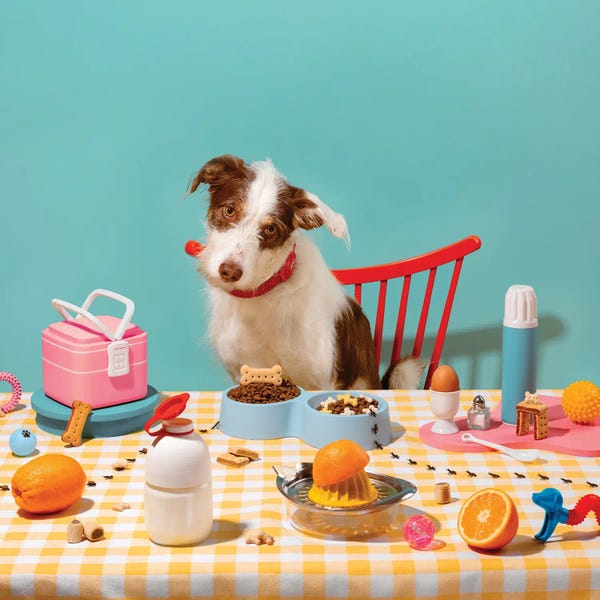 Colorful Dog Breakfast Setup