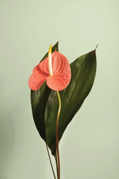 Indoor Flower