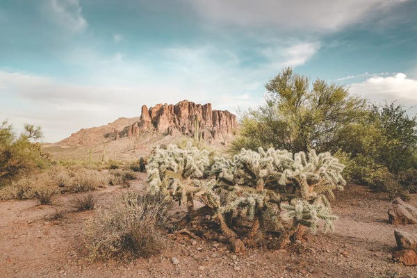 Cacti: Lost Dutchman by Apryl Roland