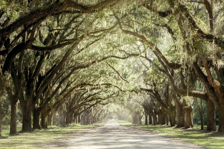 Low Country Drive by Apryl Roland wall art