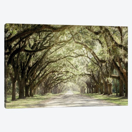Low Country Drive Canvas Print #PPU109} by Apryl Roland Canvas Wall Art