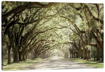 Low Country Drive Canvas Art Print - Moss Art