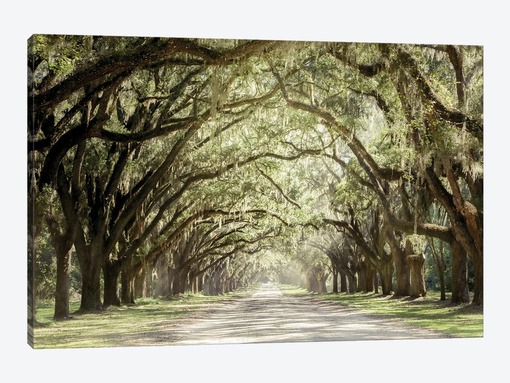 Low Country Drive by Apryl Roland 1-piece Canvas Wall Art