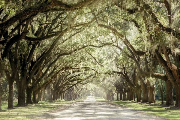 Large Photography - Canvas Prints: Low Country Drive by Apryl Roland