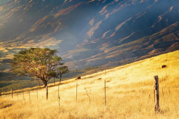 Maui: Maui Ranch by Apryl Roland