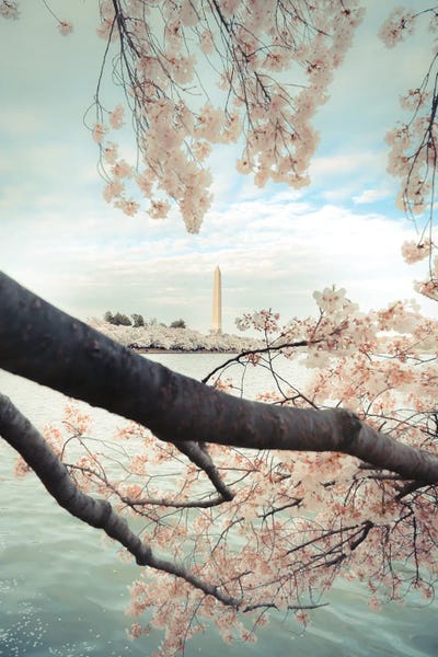 Washington, D.C.: Monument Blossom by Apryl Roland
