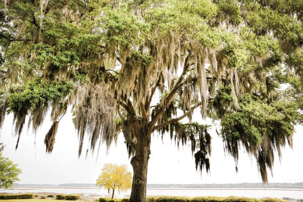 Savannah: Mossy Sky by Apryl Roland