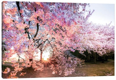 Sakura Bloom – elegant canvas print– Photowall