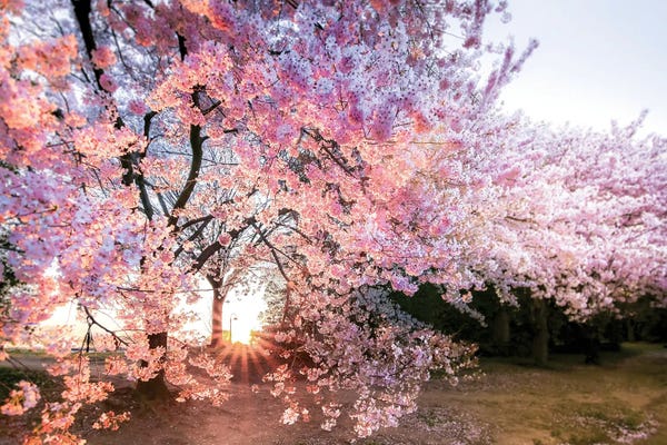 Washington, D.C.: Blush by Apryl Roland