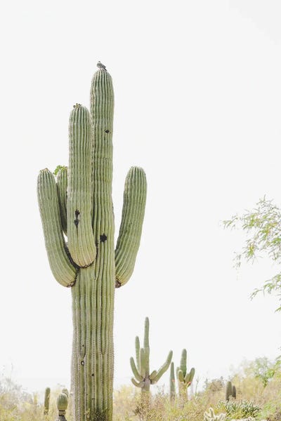 Cacti: Desert Life by Apryl Roland