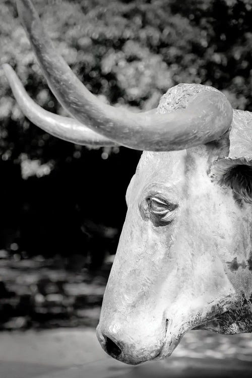 Longhorn by Apryl Roland wall art