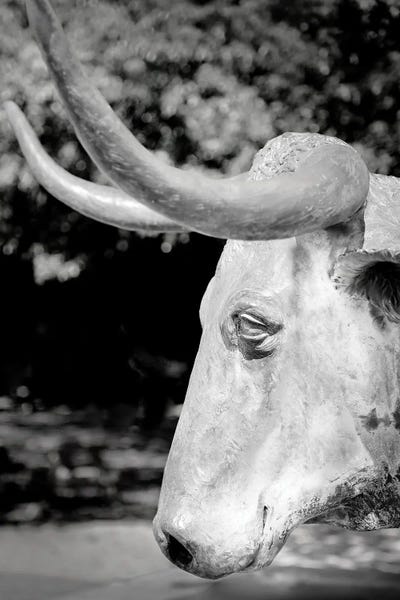 Canvas Print: Longhorn by Apryl Roland