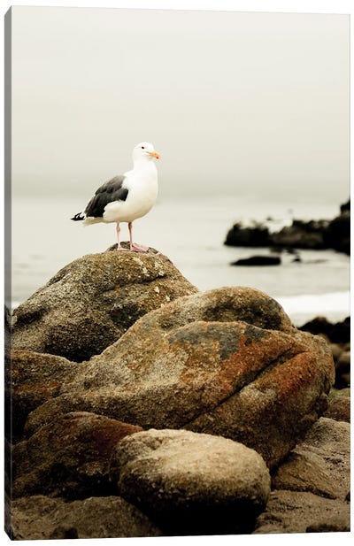 Perched Canvas Art Print - Gull & Seagull Art