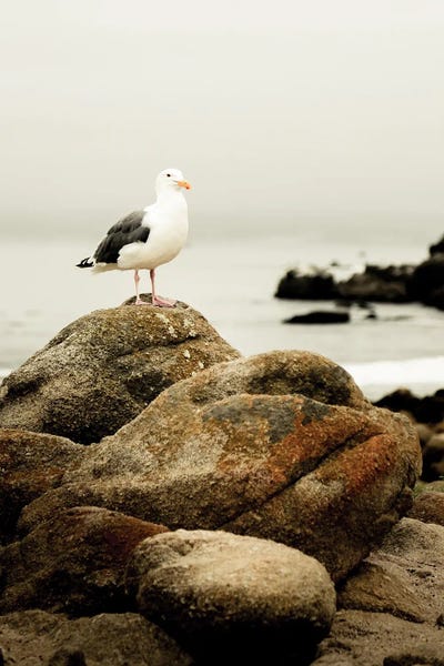 California: Perched by Apryl Roland